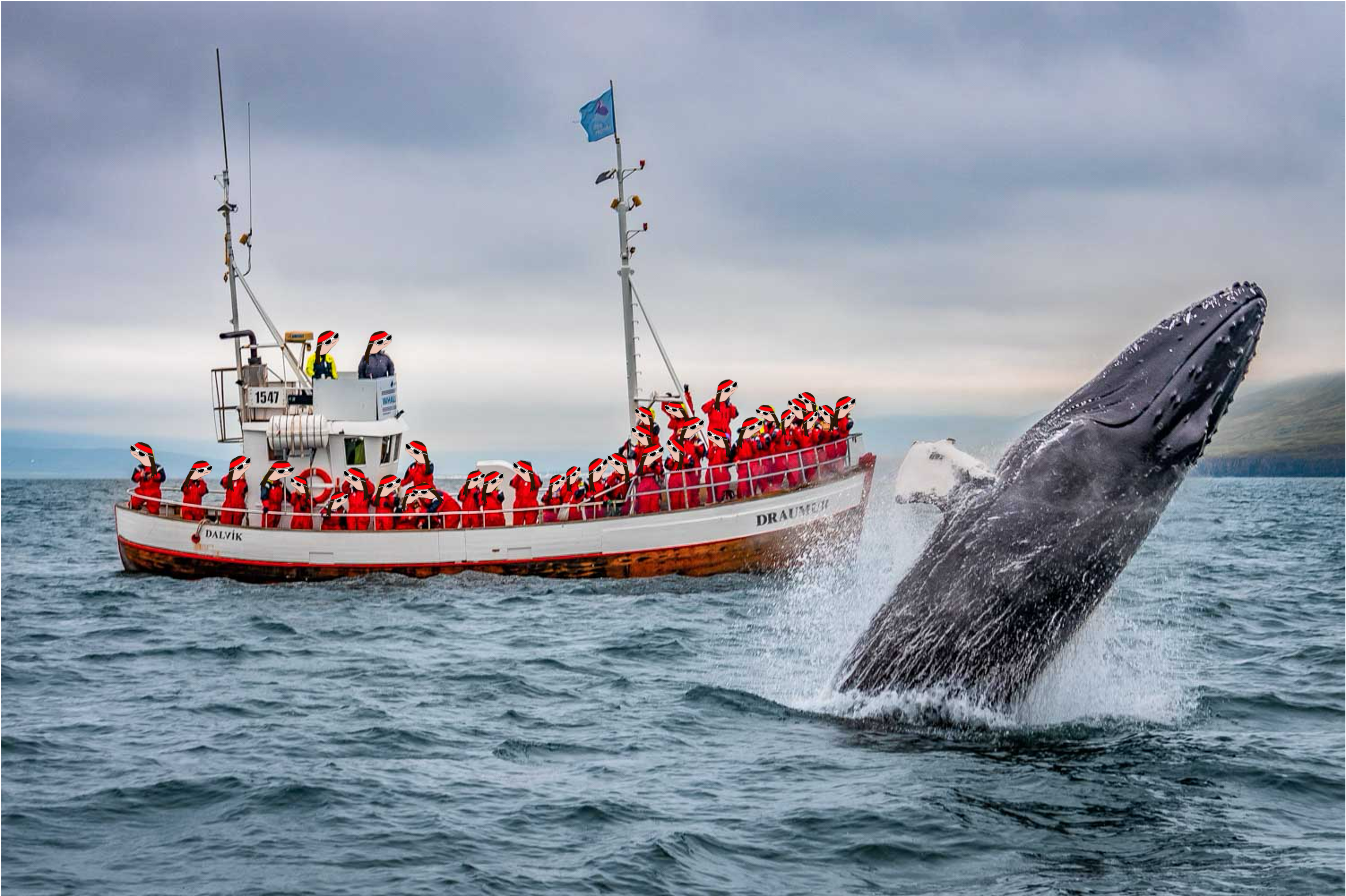 gils whale watching